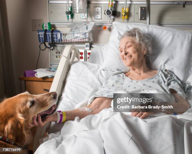 caucasian woman in hospital petting therapy dog - lady barbara - fotografias e filmes do acervo