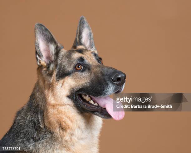 portrait of alert dog - pastore tedesco foto e immagini stock
