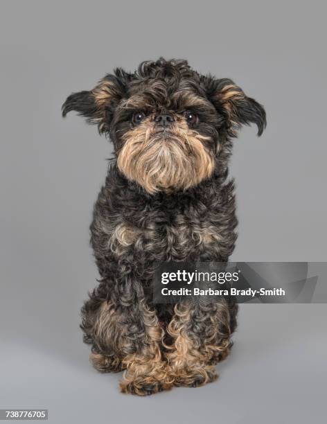 portrait of serious dog - griffon bruxellois stock pictures, royalty-free photos & images