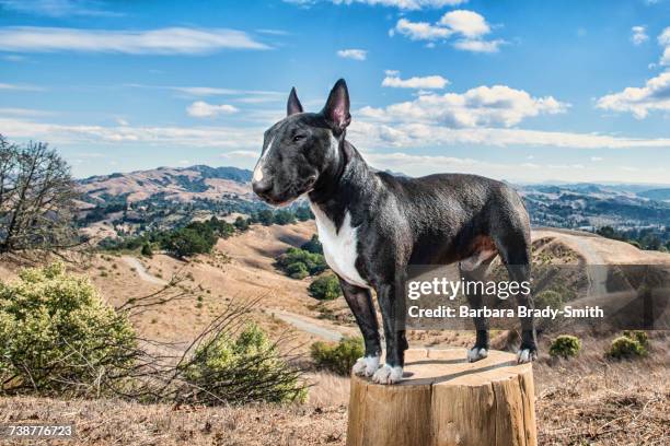 portrait of dog standing on tree stump - bullterrier bildbanksfoton och bilder