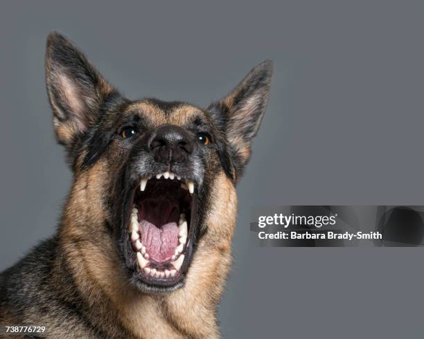 fierce dog baring teeth - german shepherd 個照片及圖片檔