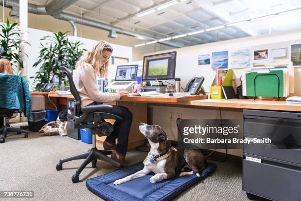 caucasian woman in office with dog - office dog stock pictures, royalty-free photos & images