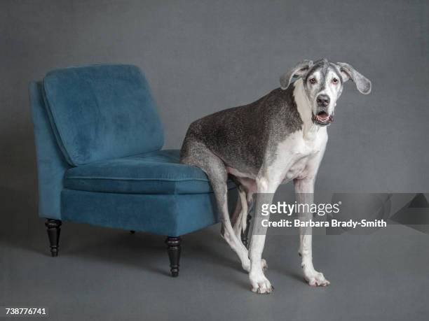 portrait of dog sitting on chair - great dane inside stock pictures, royalty-free photos & images