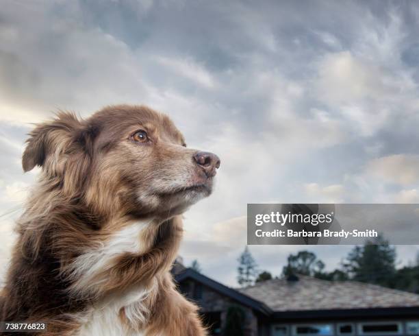 wind blowing fur of dog near house - australian shepherd photos et images de collection