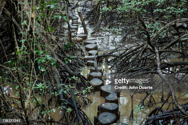 tree stump path in mangrove - nosara costa rica stock pictures, royalty-free photos & images
