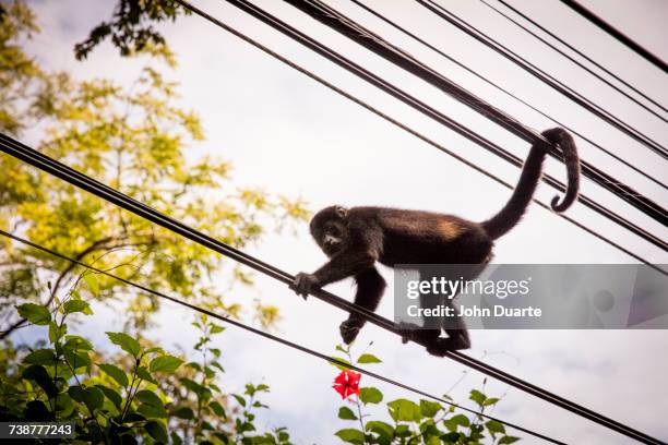 monkey climbing on wires - nosara costa rica stock pictures, royalty-free photos & images