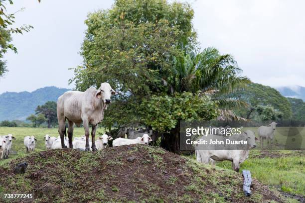 cows on hill - nosara costa rica stock pictures, royalty-free photos & images