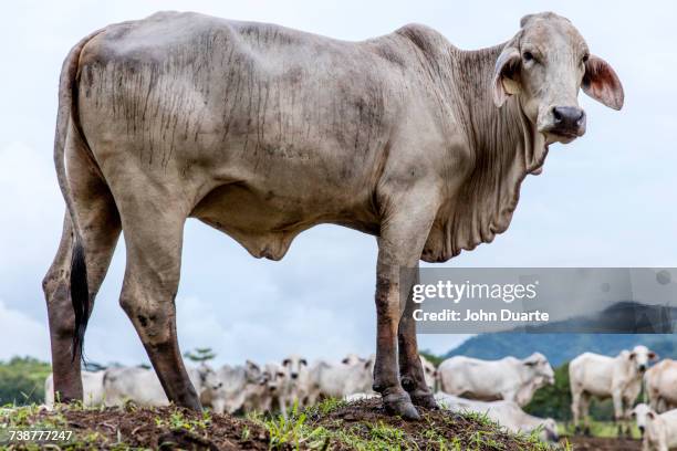 cow standing on hill - nosara costa rica stock pictures, royalty-free photos & images