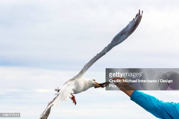 male arm extending out feeding small fish to seagull in flight with hazy blue sky in the background - man with wings flying white background stock pictures, royalty-free photos & images