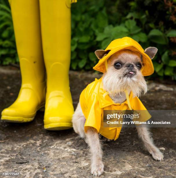 dog wearing rain coat and rain hat - animals in clothes stock-fotos und bilder