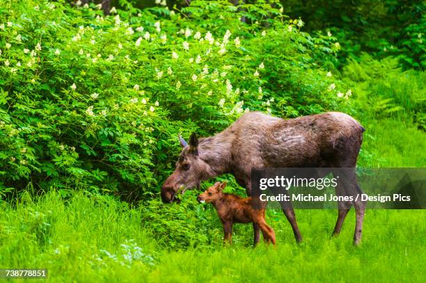 a moose cow (alces alces) and her calf are eating near one of many bike/hiking trails in kincade park on a sunny summer day - kincade - fotografias e filmes do acervo