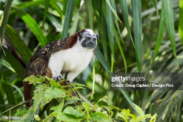 a tamarin monkey (saguinus) on an island in the gatun lake part of the panama canal - gatun lake stock pictures, royalty-free photos & images