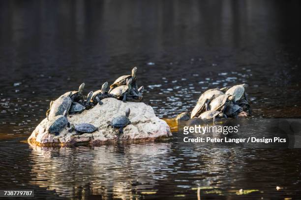 turtles resting on rocks in a pool - emídidos fotografías e imágenes de stock