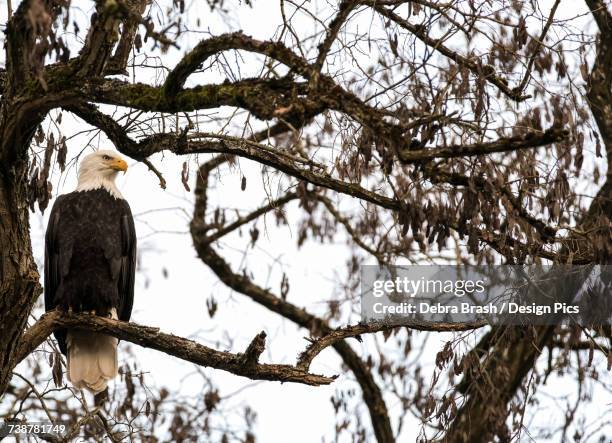 bald eagle (haliaeetus leucocephalus) perched in a tree, cowichan bay - cowichan bay stock pictures, royalty-free photos & images