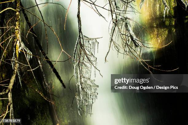 icicle growing from a branch sharing space with a rainbow above a waterfall in the olympic peninsula rain forest - olympic peninsula foto e immagini stock