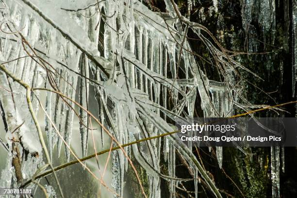 long icicles forming from a branch next to a waterfall in the rain forest of the olympic peninsula - olympic peninsula foto e immagini stock