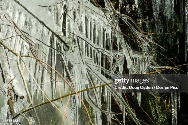 long icicles forming from a branch next to a waterfall in the rain forest of the olympic peninsula - olympic peninsula wa stock pictures, royalty-free photos & images