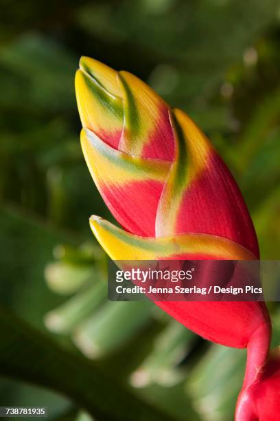 close-up of lobster-claw heliconia flower - heliconia stricta stock pictures, royalty-free photos & images