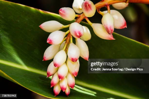 close-up of white ginger flower alpinia - alpinia zerumbet stock pictures, royalty-free photos & images
