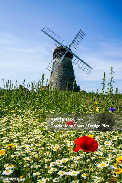 a windmill against a blue sky and cloud with a field of wildflowers in the foreground - tyne and wear stock pictures, royalty-free photos & images