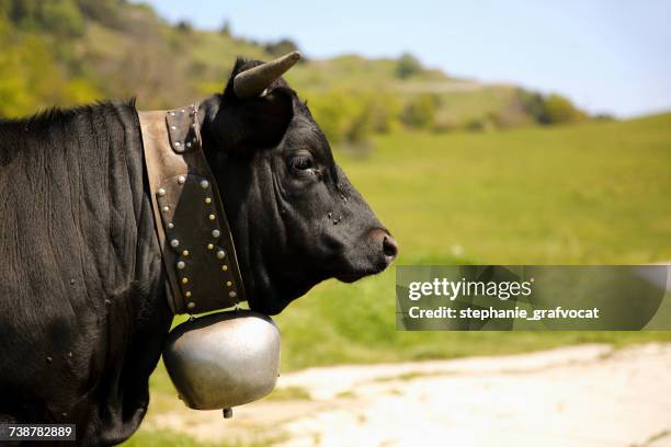 portrait of a cow wearing a bell, switzerland - kuhglocke stock-fotos und bilder