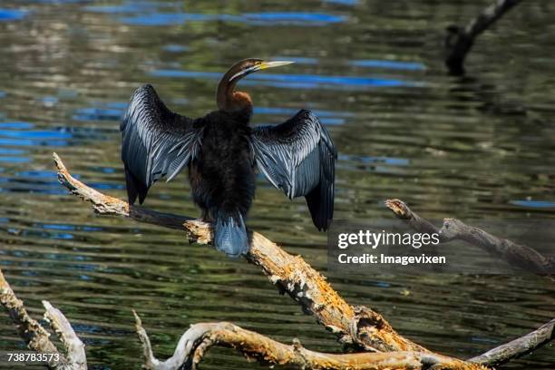 cormorant (phalacrocorax carbo) on a branch, australia - phalacrocorax carbo stock pictures, royalty-free photos & images