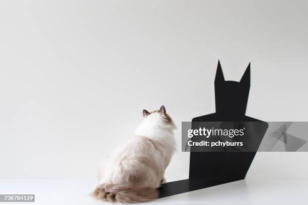 conceptual ragdoll cat looking at bat shadow - realismo-concettuale foto e immagini stock
