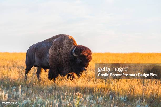 bison (bison bison), grasslands national park - グラスランズ国立公園 ストックフォトと画像