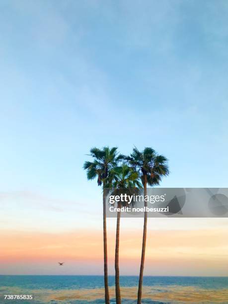 three palm trees in the shape of a heart, laguna beach, orange county, california, america, usa - laguna beach california stock pictures, royalty-free photos & images