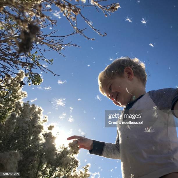 boy touching flowers blowing away, orange county, california, america, usa - pollen air stock pictures, royalty-free photos & images