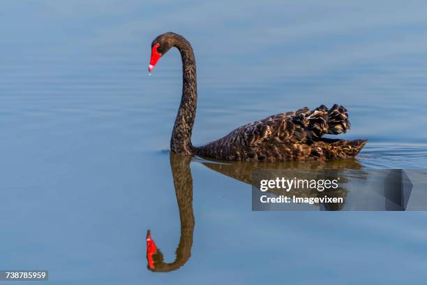 black swan in a river with reflection, australia - black swans stock pictures, royalty-free photos & images