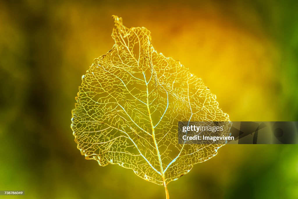 Close-up of an autumn leaf