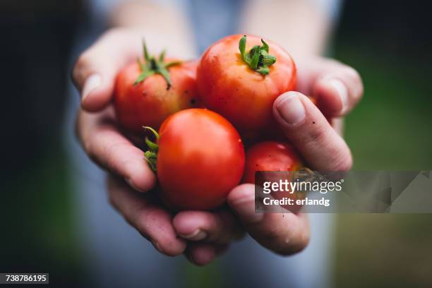 person holding a handful of tomatoes - fresh fruit stockfoto's en -beelden