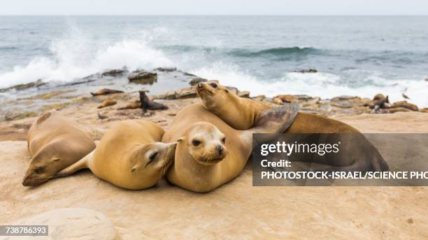 sea lions on the rocks - la jolla stock-fotos und bilder