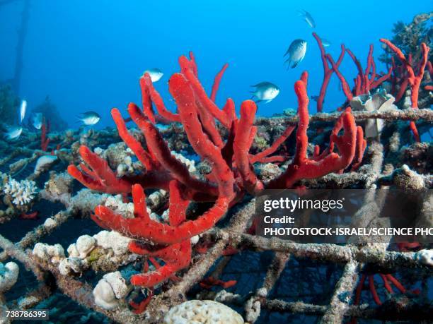 magnificent fire sponge - latrunculia magnifica stock pictures, royalty-free photos & images