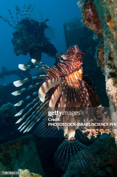Devils Fish Rarotonga 548 Devil Fish Images Stock Photos, High-Res Pictures, and Images ...