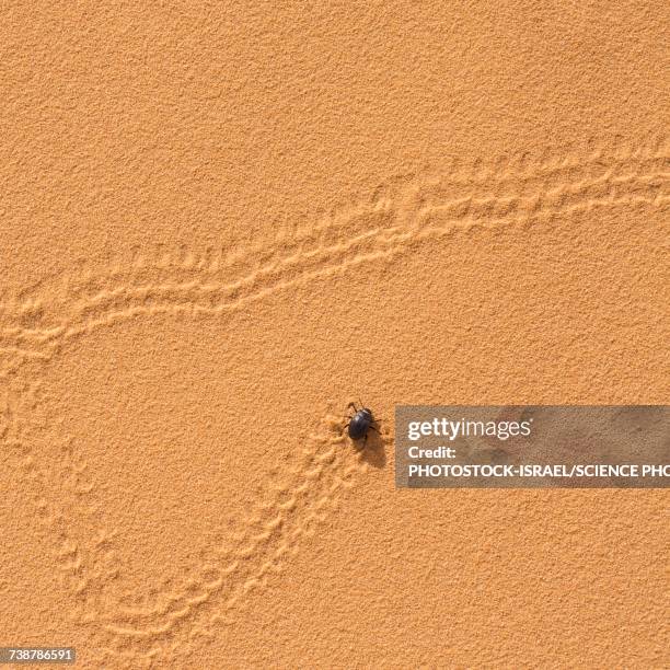 beetle on a sand dune - tenebrionid beetle stock pictures, royalty-free photos & images