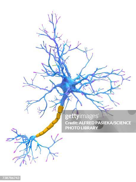 neuron, illustration - synapse stock illustrations