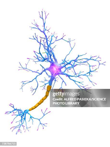 neuron, illustration - biological process stock illustrations