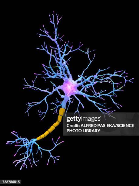 neuron, illustration - axon stock illustrations