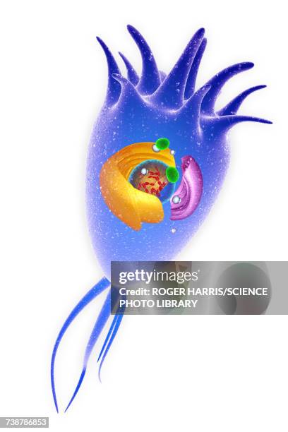 ilustrações, clipart, desenhos animados e ícones de central nervous system cell, illustration - glia