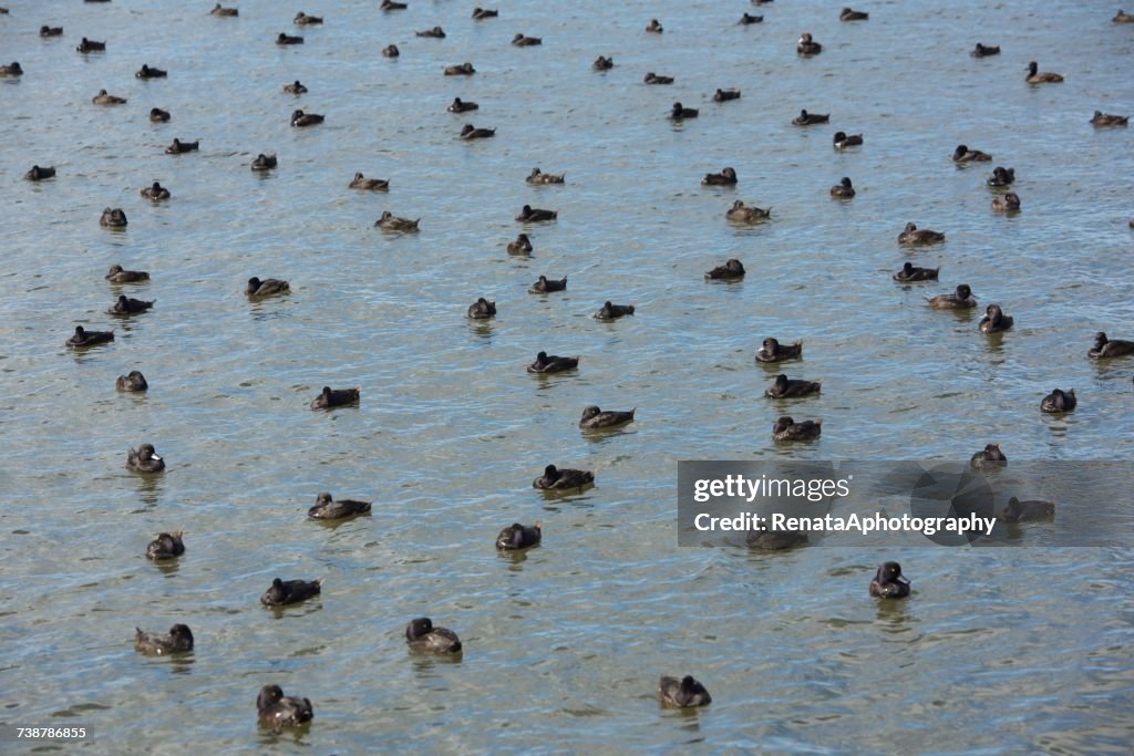 Ducks on a lake, New Zealand