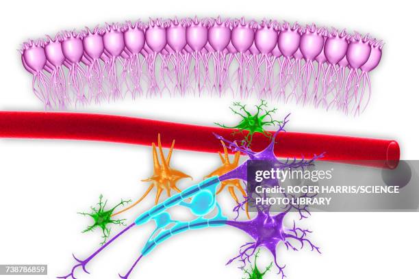 ilustrações, clipart, desenhos animados e ícones de brain nervous tissue, illustration - glia