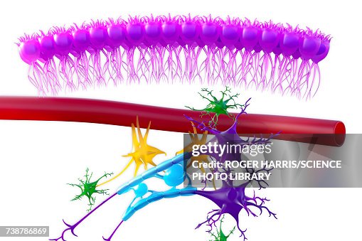 Brain nervous tissue, illustration Brain nervous tissue, illustration