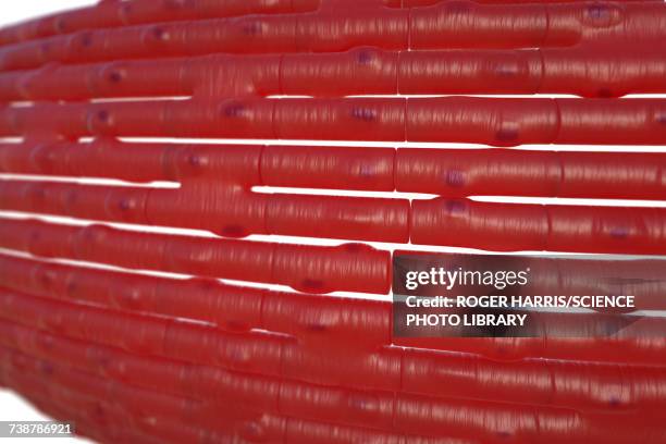 cardiac muscle fibres, illustration - cardiac muscle tissue stock illustrations