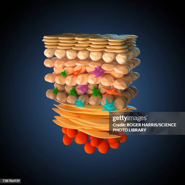 bildbanksillustrationer, clip art samt tecknat material och ikoner med skin anatomy, illustration - biomedicinsk illustration