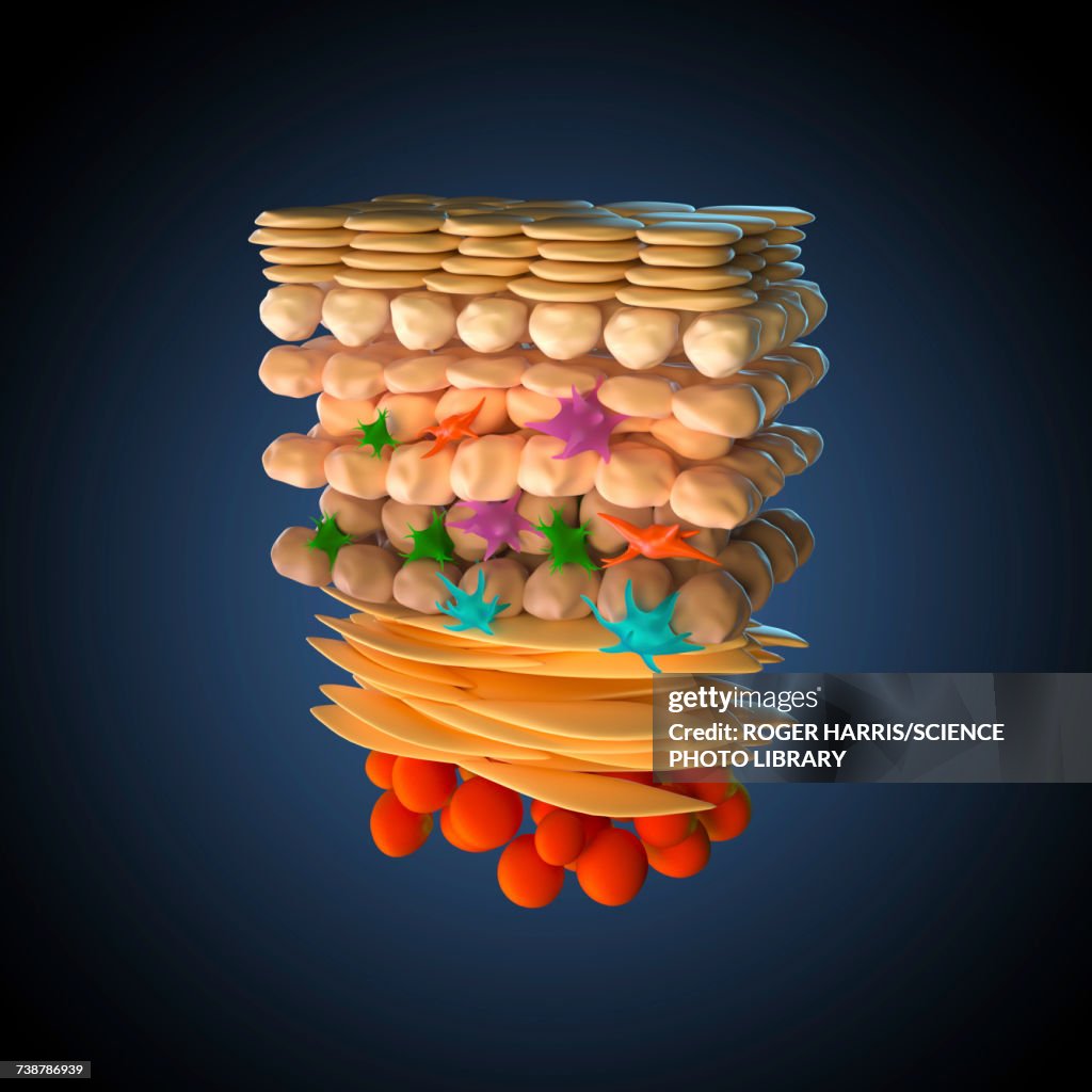 Skin anatomy, illustration