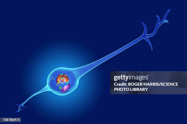 ilustrações, clipart, desenhos animados e ícones de glial cell, illustration - glia