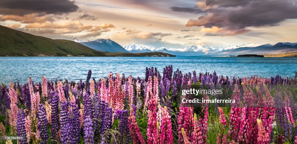 Flowering lupins on the shore of Lake Tekapo, Canterbury, South Island, New Zealand