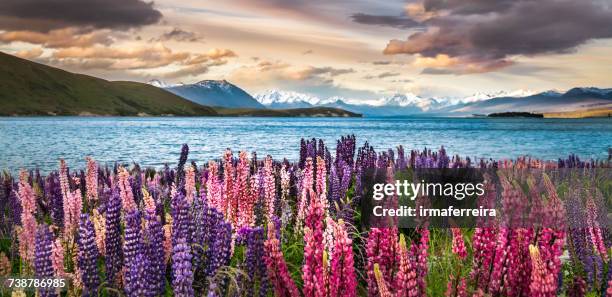 flowering lupins on the shore of lake tekapo, canterbury, south island, new zealand - tékapo fotografías e imágenes de stock